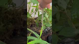 Angry Bess Beetle Squeaking At Me