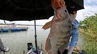 🎣Ký Sự Săn Hàng Sông Hồng - Tập 2 ✅ Ở Đây Nhiều Cá RÔ PHI & TRÔI ĐIÊN