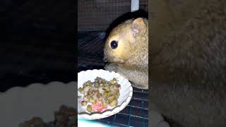 squirrels eat green beans