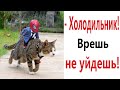 Лютые приколы. КОТ И ЧЕЛОВЕК ПАУК ОБЖОРЫ!!! Тест на психику! Засмеялся проиграл! – Domi Show!