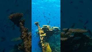 Red Sea scuba  @allstarliveaboards  #scubadiving #travel  #fish  #redsea  #fyp  #insta360acepro2