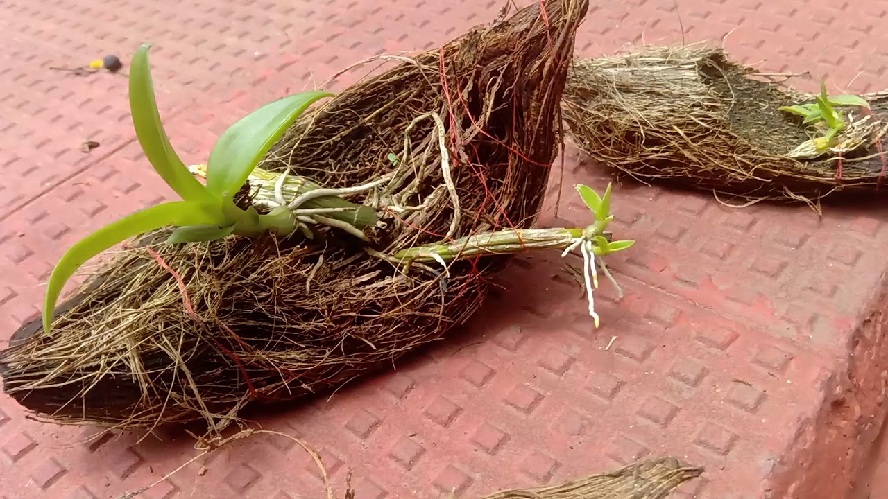 Orchid keiki propagation 🎊