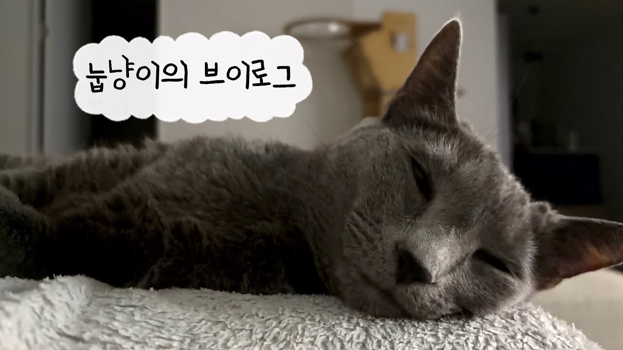 Hi! harry | 설연휴가 너무 짧은 프리랜서☠️ 다시만난 길냥이 치즈패밀리 🐈 매일이 연휴인 뚱냥이일상😻