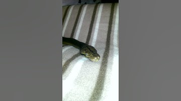 Sunfire goldenchild het albino retic python