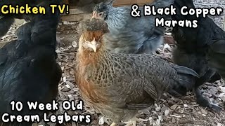 10 Week Old Cream Legbars and Black Copper Marans Identifying Gender Of Blue Or Black Copper Marans Ann S Tiny Life