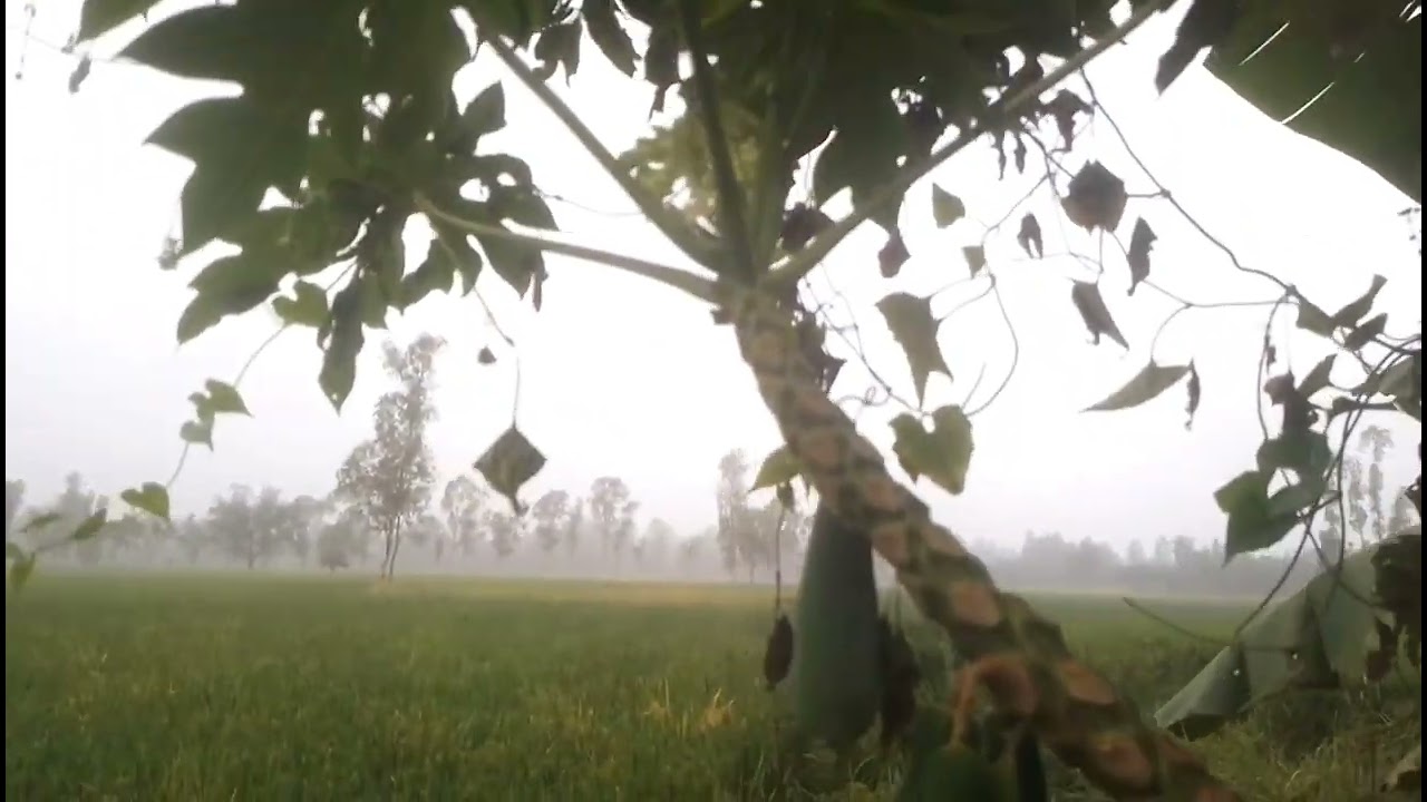 অবাক করা আমাদের জমির সাথে গাছের পেঁপে গুলো |Sujon Agro