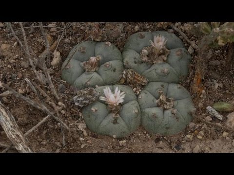 Vidéo: Culture du peyotl - En savoir plus sur le soin des plantes de cactus peyotl