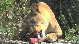 Zoo Animals Are Fed Frozen Treats As Heatwave Continues In Paris