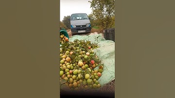 Guava Amrud ki tudai #shortvideo vlog video