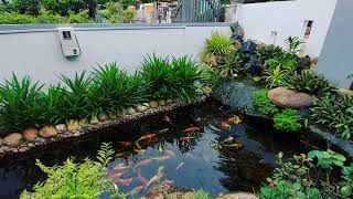 koi pond nature/ hồ koi lọc phương pháp tự nhiên  hậu quả sau 9 tháng không vệ sinh thay nước