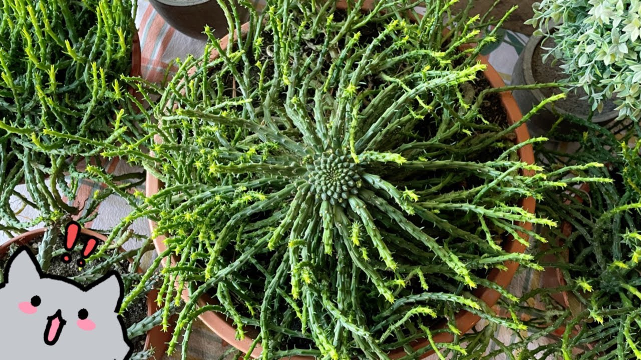 PROGRAMA 140: Euphorbia flanaganii (Cabeza de Medusa) y tips de cuidados y reproducción (17/07/2023)