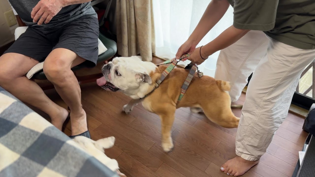 Sad news] Bulldog Burumaru suddenly jumps on Jiji after meeting