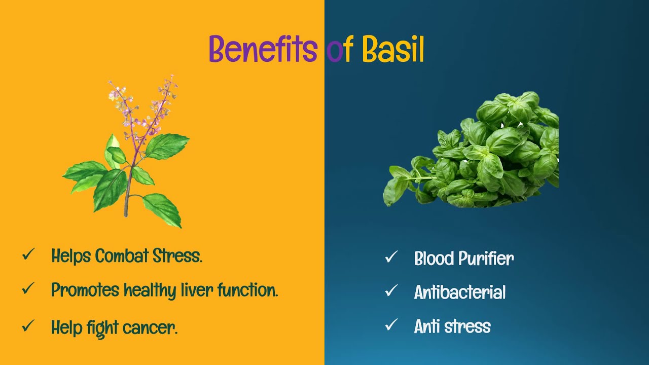 Top 18 Health Benefits of Holy Basil ( Tulsi) YouTube