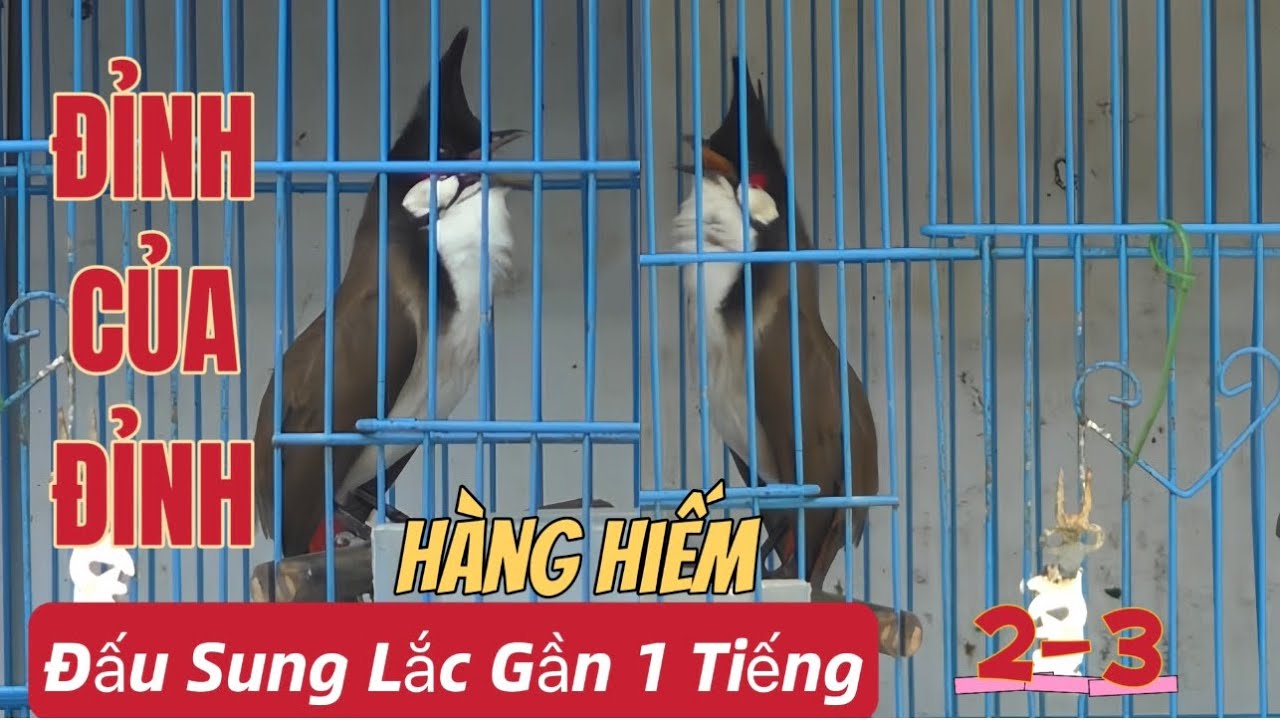 HÀNG HIẾM XỨNG ĐÁNG BẢO TỒN-Đấu Lắc Điên Cuồng Gần 1 Tiếng/Bộ Lực Khủng/Nết Chơi Đỉnh Như Chim Thuần