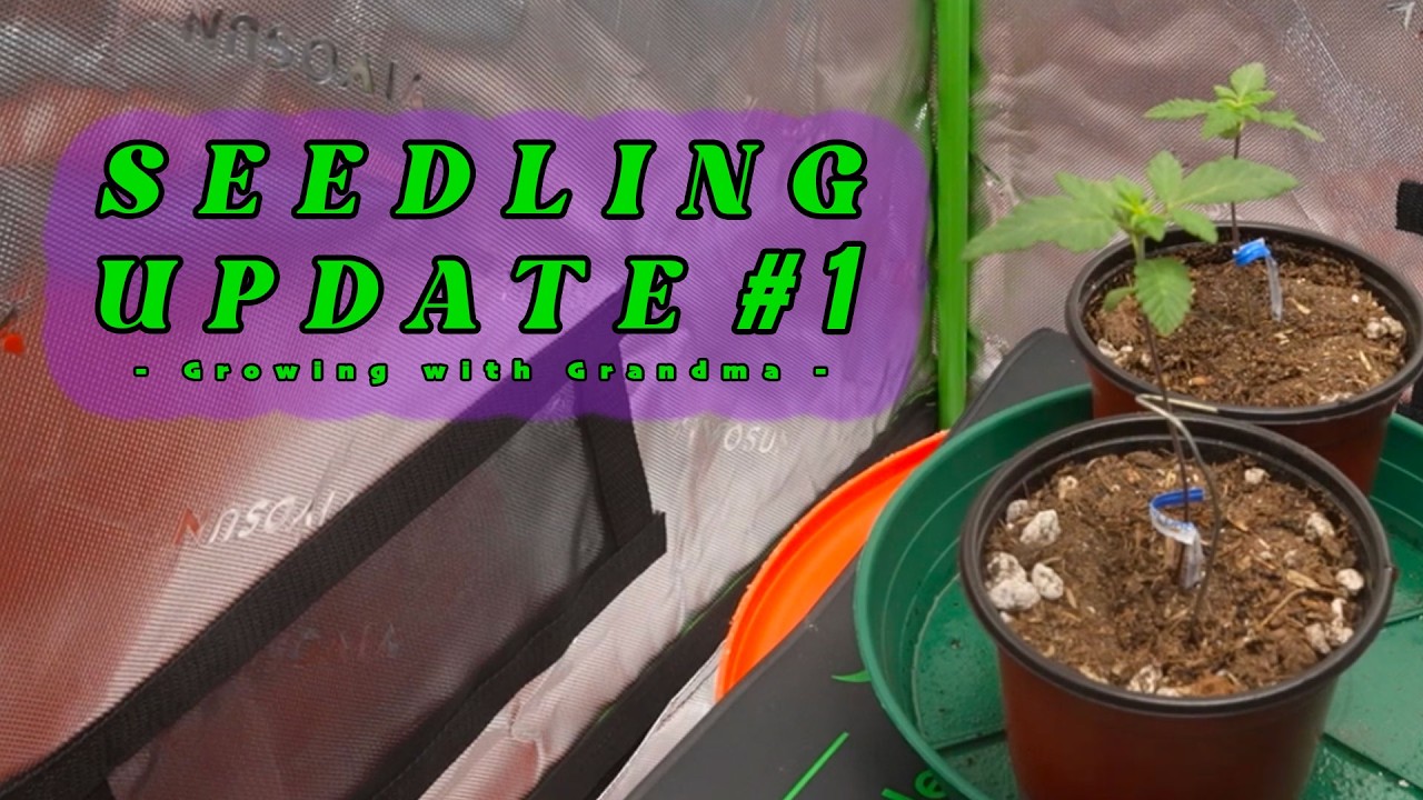 SEEDLING STAGE | GROWING WITH GRANDMA