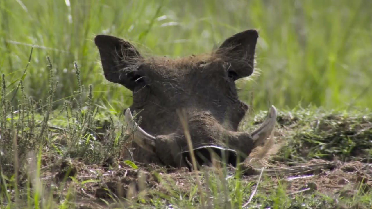 Los Inquilinos del África Salvaje   Free Documentary Nature   Español