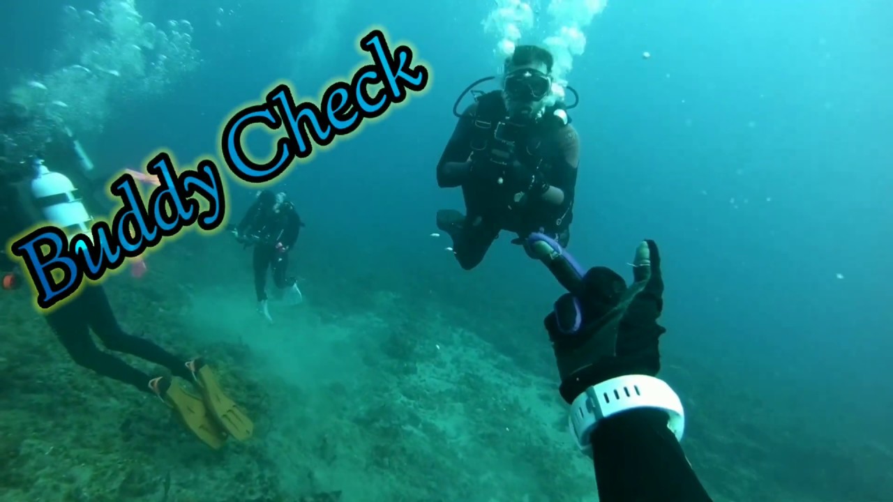 Shark Dive _ Riviera Florida YouTube