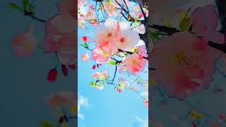 nature mind relaxation gif video | nature video nature mind relaxation gif video | nature video