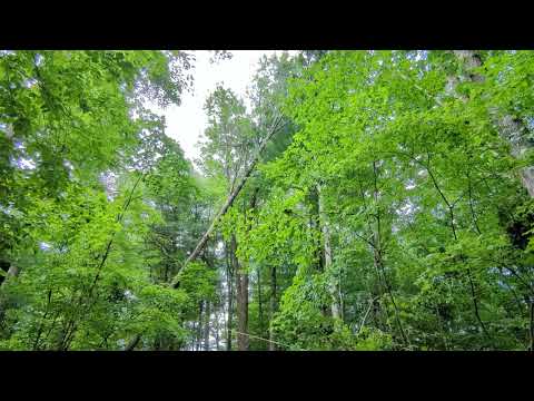 Pulling down a dead oak tree