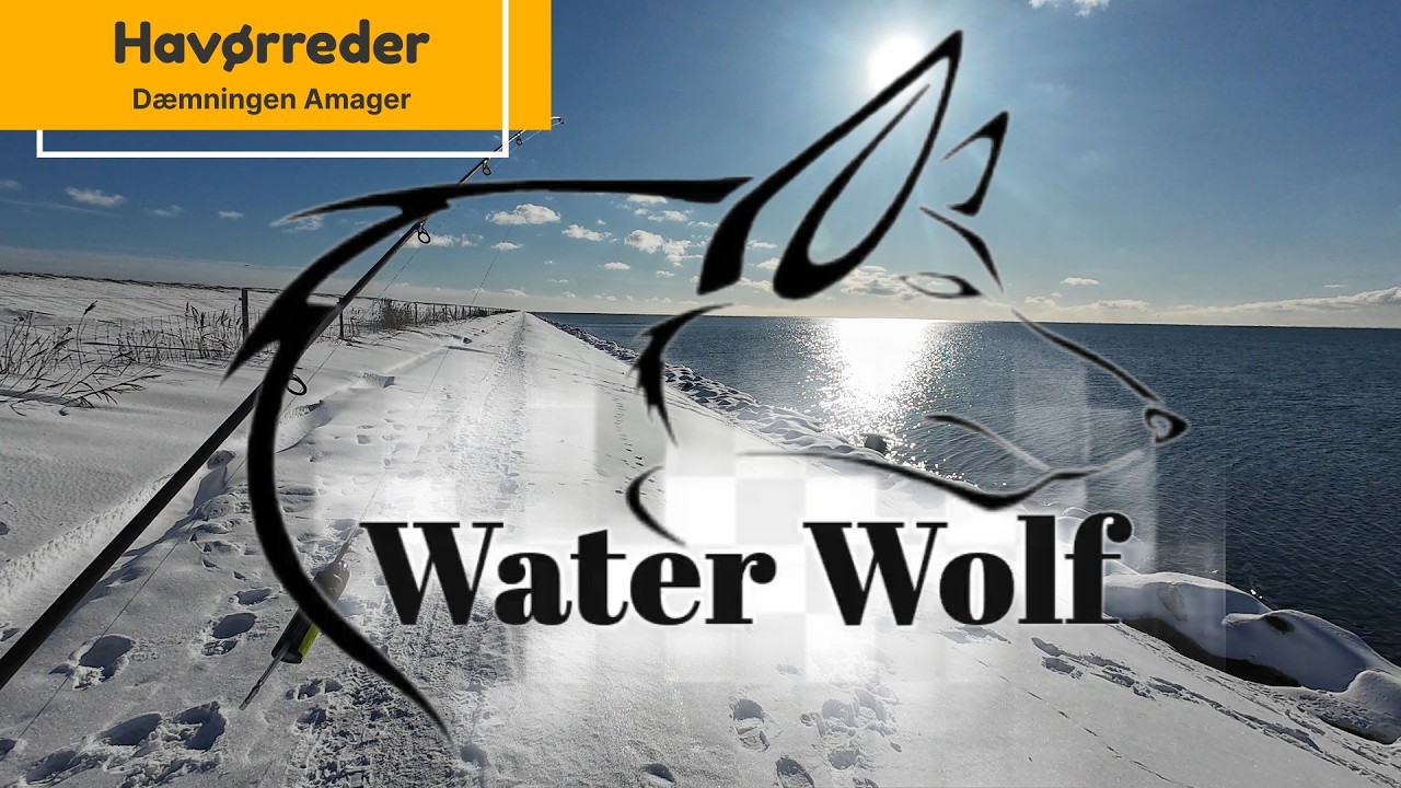 Dæmningen 14 Februar, havørred, Snebaciler #waterwolf