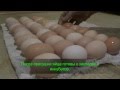 Подготовка отбор дезинфекция куриных яиц для инкубации