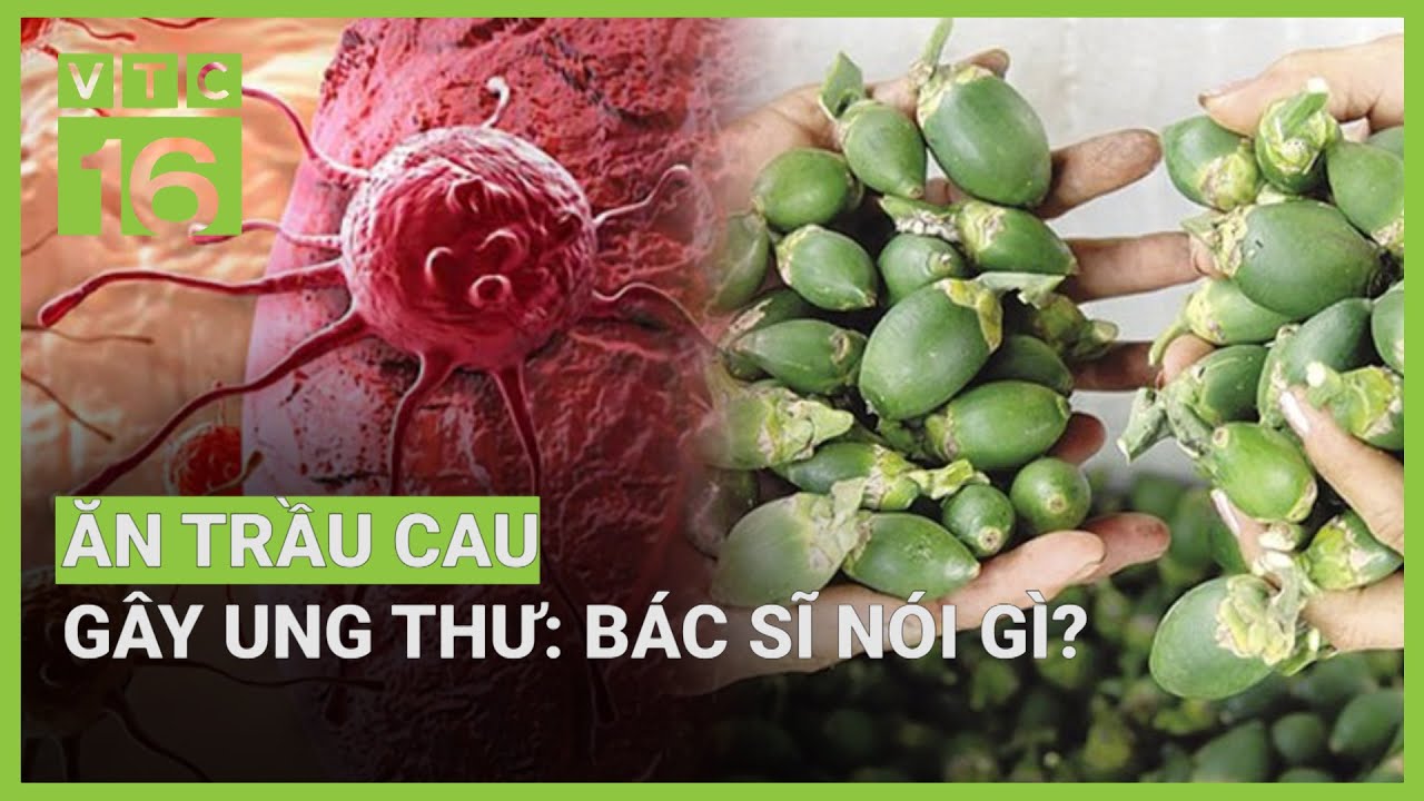 Thực hư quả cau chứa chất ung thư, vì sao Trung Quốc vẫn ồ ạt mua của Việt Nam? | VTC16