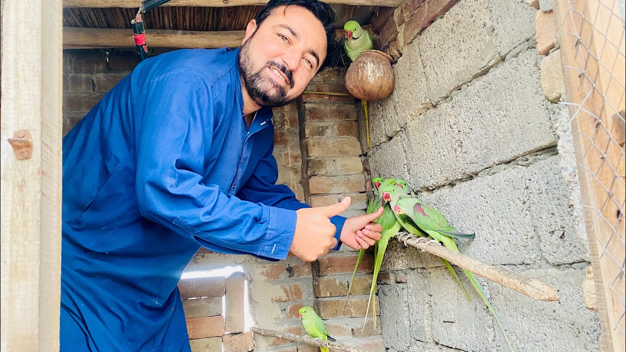 Raw female na aj angota kat dala 🫣🦜🦜