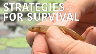 Coastal Kingdom | Season 1, Episode 1 – ‘Strategies for Survival’ | Full Episode