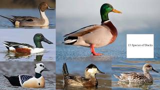 13 Species of Ducks (Volume 2) 🦆