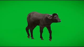 Water Buffalo Calf