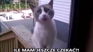 Grażyna otwieraj! screenshot 1