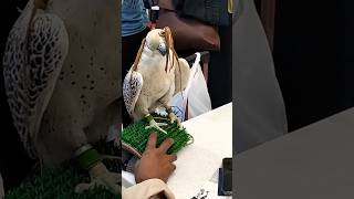 Why Falcons Fly Blindfolded For 14 Hours