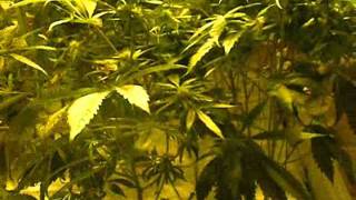600 watt Violator Kush Sweetdreams Godbud The Black Part 5