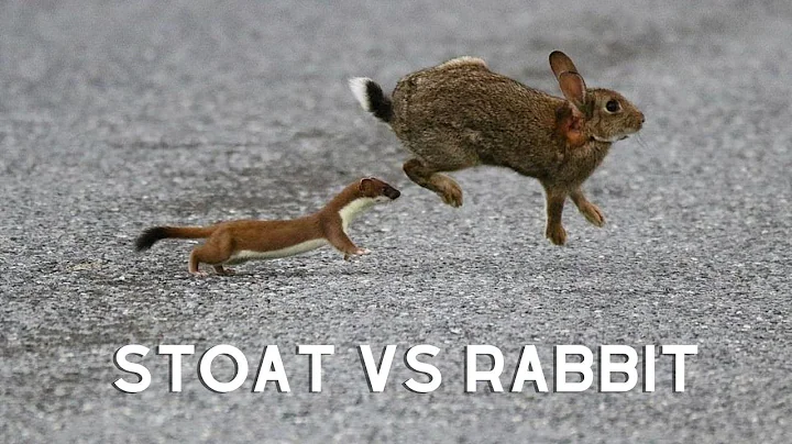 Stoat VS Rabbit