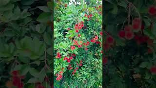 RAMPUTAN - Nature’s Candy - Juicy Goodness #organicfruits #farming #rambutan #organic #candy