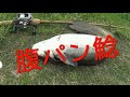 後編、鯰パラダイス これ化物オタマジャクシじゃねえのか?