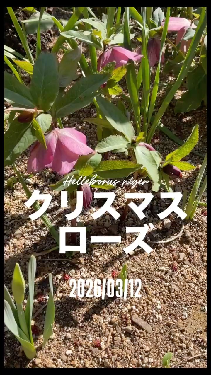 Christmas Rose (Helleborus niger) March 12, 2026 Christmas rose is