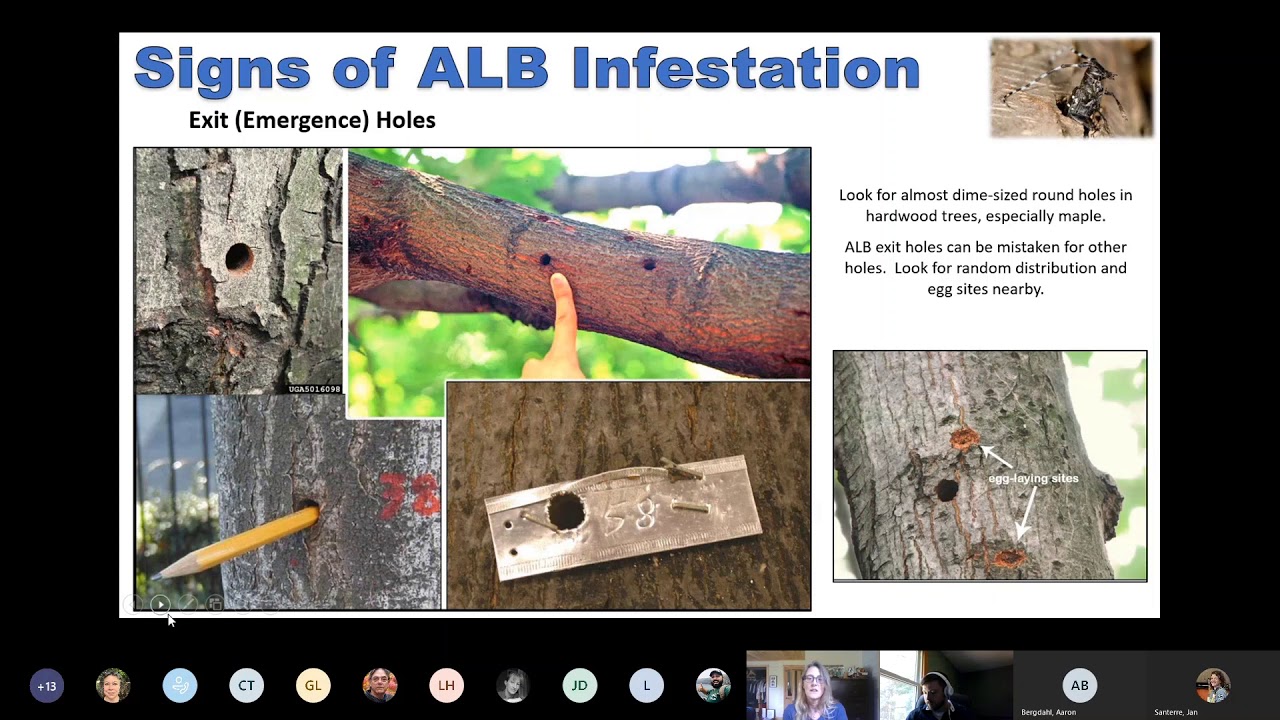Asian Longhorned Beetle update August 2020