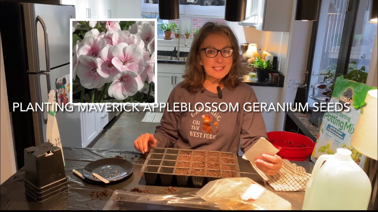 PLANTING MAVERICK APPLEBLOSSOM GERANIUM SEEDS .