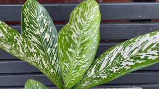 45Cm Dieffenbachia White Etna Rare House Plant 19Cm Pot 45Cm Height