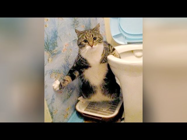 WEIRD CATS will make you CRY WITH LAUGHTER! - Super FUNNY CATS ...