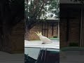 Bird_Kakatua_Cockatoo_Australia