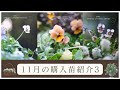 【秋のガーデニング】11月の購入苗紹介と寄せ植えPART3|寄せ植え紹介|寄せ植えリメイク|お庭でコーヒー|