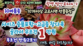 광명쪼꼬다육 고급명품 중대품 포함 무조건 1만원 1개도 배송  10개이상고르시면 중품군생을 선물드려요 레드타이거마리아 맑은간츠 레드다이아몬드등 30여품종