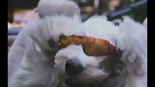 Disney Sunday Movie Return of the Shaggy Dog Part 1 Season 32 Ep 4