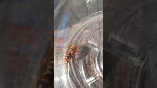 So this is a northern giant hornet from Asia it's kills honey bees yeah it's one of those