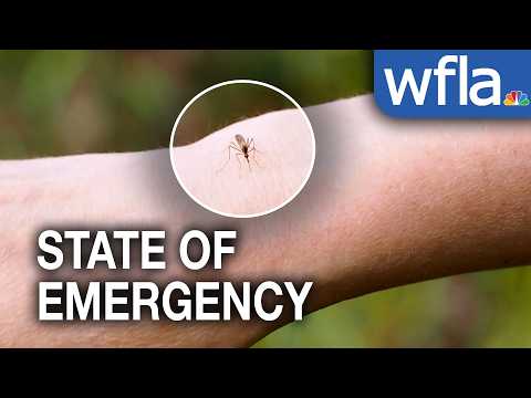 Pasco County leaders issue state of emergency in response to dengue fever