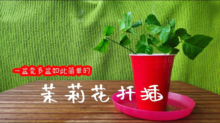 修剪和扦插茉莉花，原來這麼簡單【種菜養花】 - 天天要聞