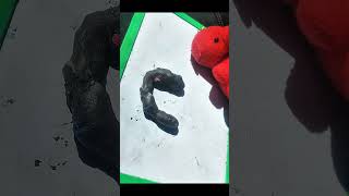 My friend Bob is learning the alphabet: English alphabet C #asmr #artist #coloring