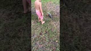 Walking My Tegu